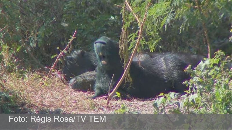 Capivaras azuis são flagradas em córrego de Jundiaí após derramamento de corante