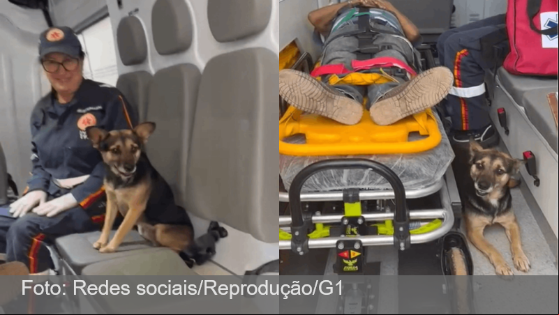 VÍDEO: cadela se recusa a deixar tutor atropelado e embarca em ambulância no Norte do RS