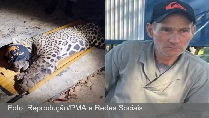 Onça que matou caseiro é capturada no Pantanal; veja imagens