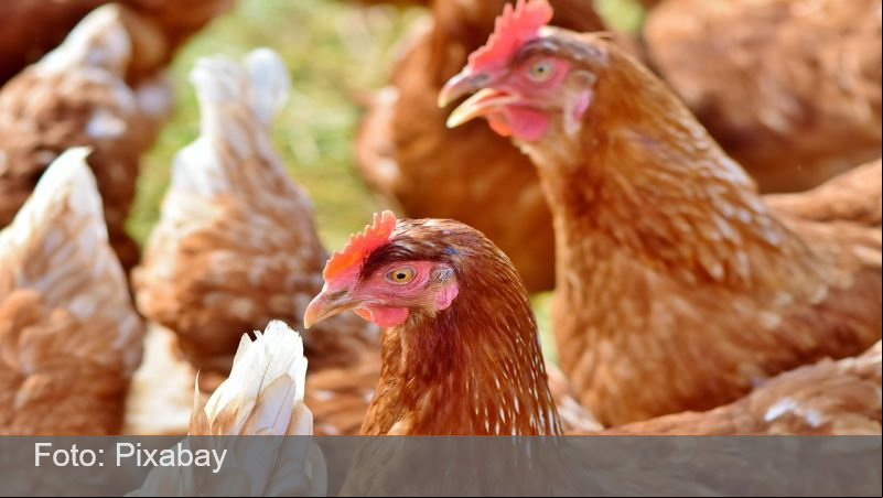 Gripe aviária não deve impactar preço da carne de frango, diz ministro