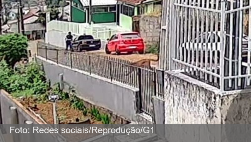 Morador fica frente a frente com onça-parda no meio da rua SC; VÍDEO