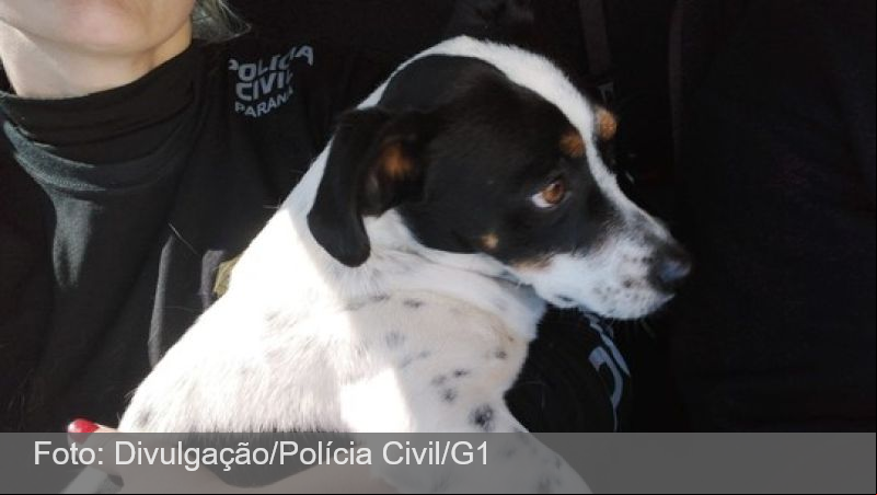 Cão será indenizado após ganhar processo contra tutor por maus-tratos no Paraná