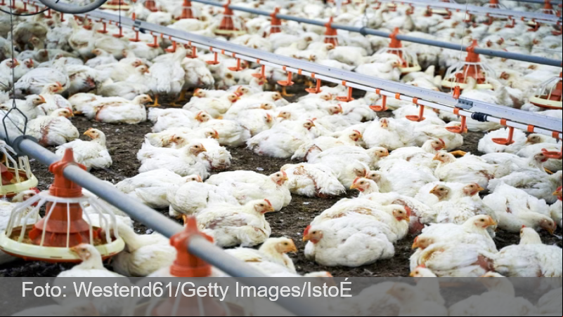 Ministério da Agricultura investiga novas suspeitas de gripe aviária