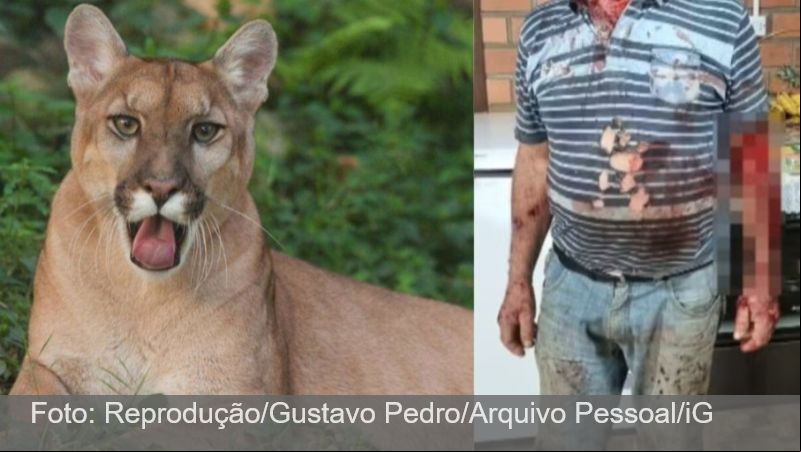 Puma ataca e fere agricultor no interior do Rio Grande do Sul