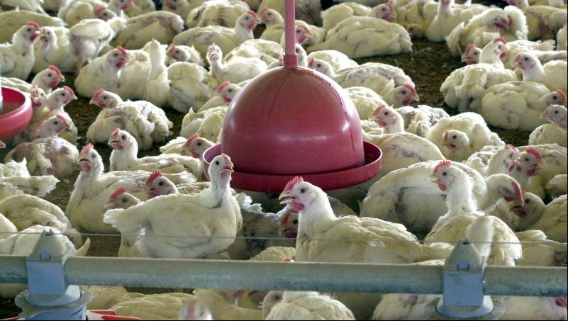 Gripe aviária no Brasil suspende exportações de frango para China e União Europeia