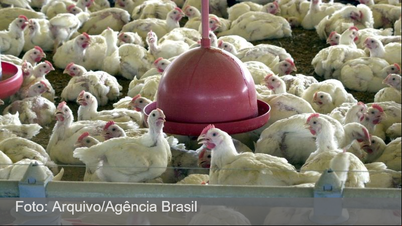 Gripe aviária no Brasil suspende exportações de frango para China e União Europeia