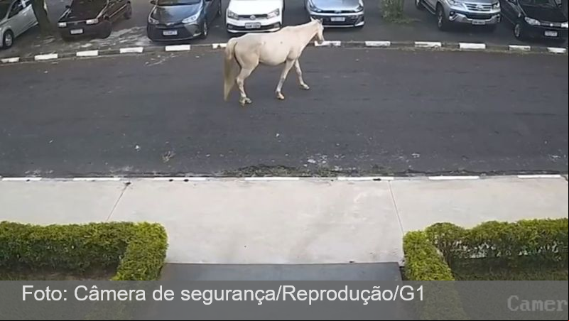 Cavalo anda 2 km e volta sozinho para hospital veterinário um mês após receber alta: ‘Fiquei sem acreditar’, diz tutora