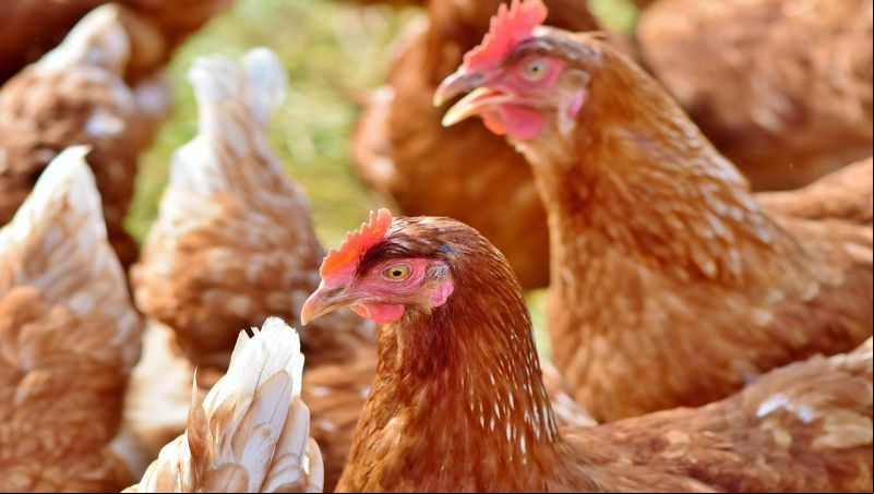Teste descarta gripe aviária em trabalhador de Montenegro no RS