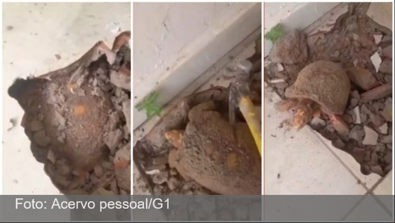 Mulher encontra jabuti vivo embaixo do piso de casa após suspeitar de infiltração e acredita que ele estava preso havia 10 anos