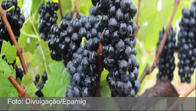 Vinho mineiro conquista medalha de ouro em concurso de qualidade