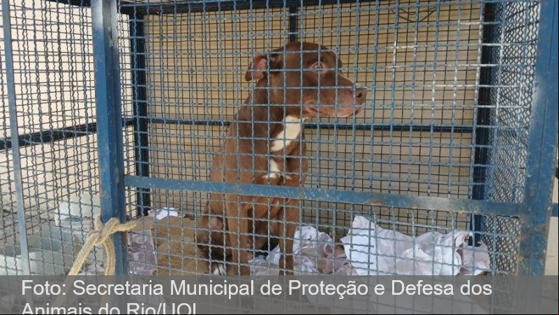 Pitbull entra em escola e fere seis alunos no Rio