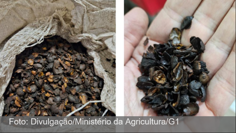 Café fake apreendido não é alimento: entenda o que pode ser vendido como café pela lei