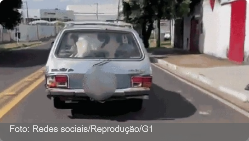 VÍDEO: bezerro é flagrado dando ‘rolê’ dentro de carro, em MG