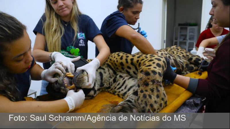 Onça que devorou caseiro no Mato Grosso do Sul não deve retornar à natureza; governo definirá destino